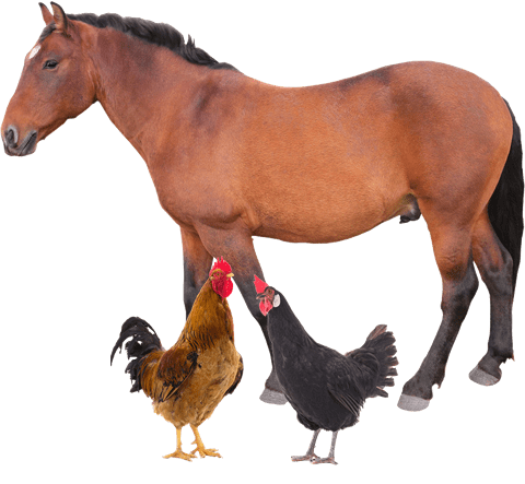 馬と鶏
